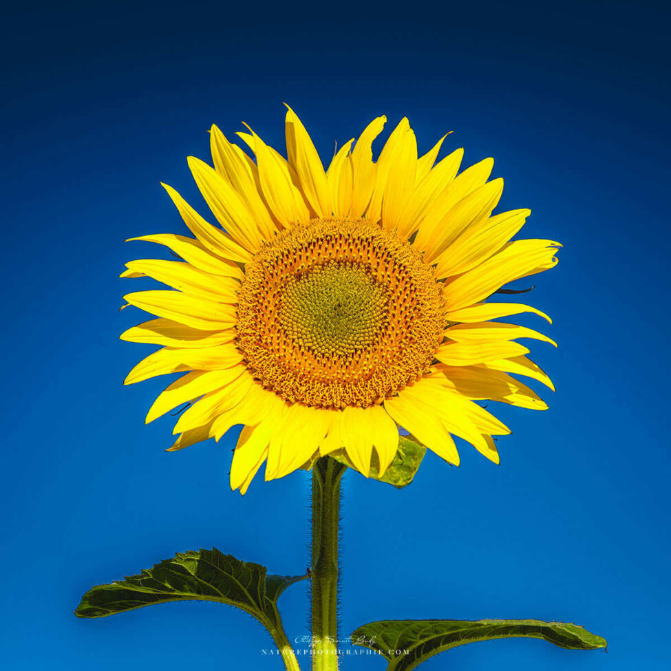 Tournesol sur fond de ciel bleu