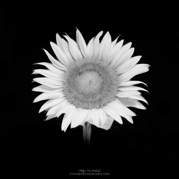 Sunflower #1 Sunflower #1