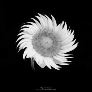 Sunflower #2 Sunflower #2