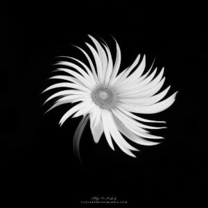 Sunflower #3 Sunflower #3