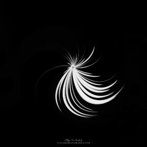 Sunflower #4 Sunflower #4