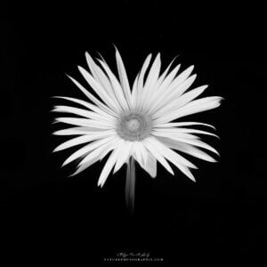 Sunflower #5 Sunflower #5