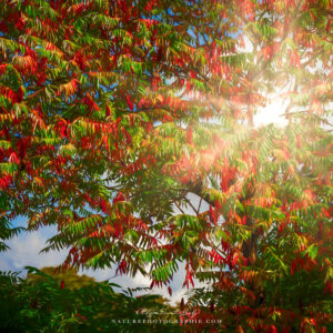 Autumn Sun Autumn Sun