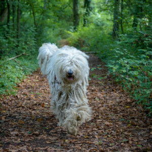 Maddy en promenade Maddy en promenade