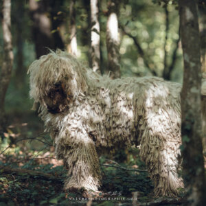 Maddy après avoir mis la tête dan le trou Maddy après avoir mis la tête dan le trou
