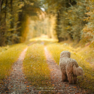 Maddy sur le chemin de l’automne Maddy sur le chemin de l'automne