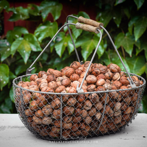 Panier de noix Panier de noix