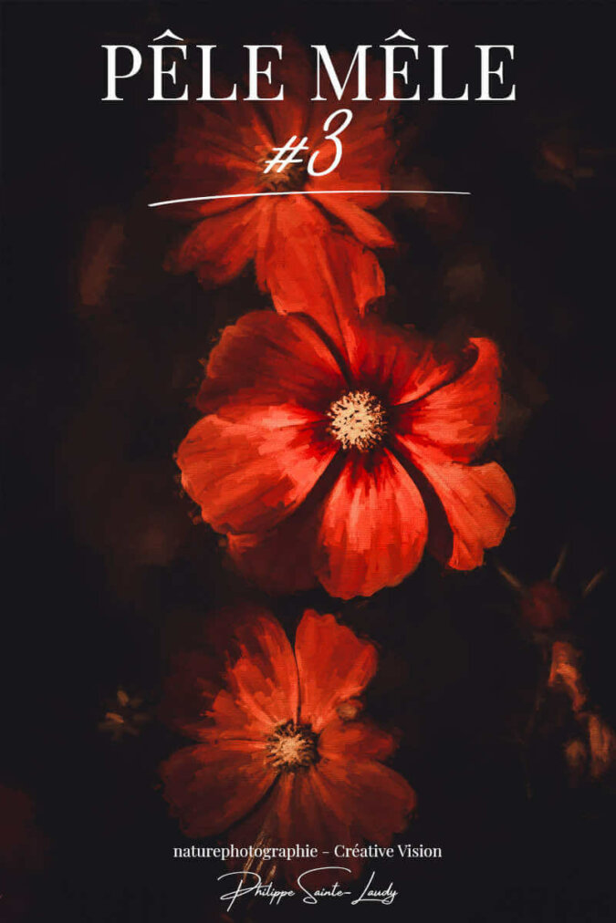 Photos-de-nature-et-de-fleurs