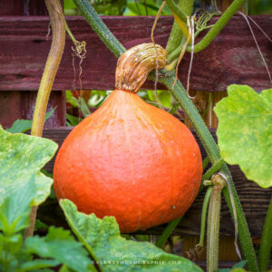 Potimaron du jardin Potimaron du jardin