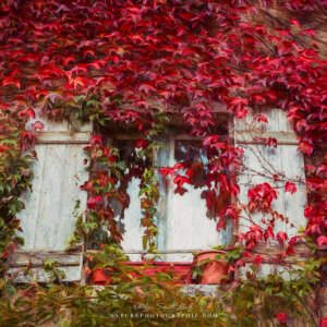 Window on Autumn Window on Autumn