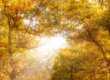 Photos d'automne en vrac