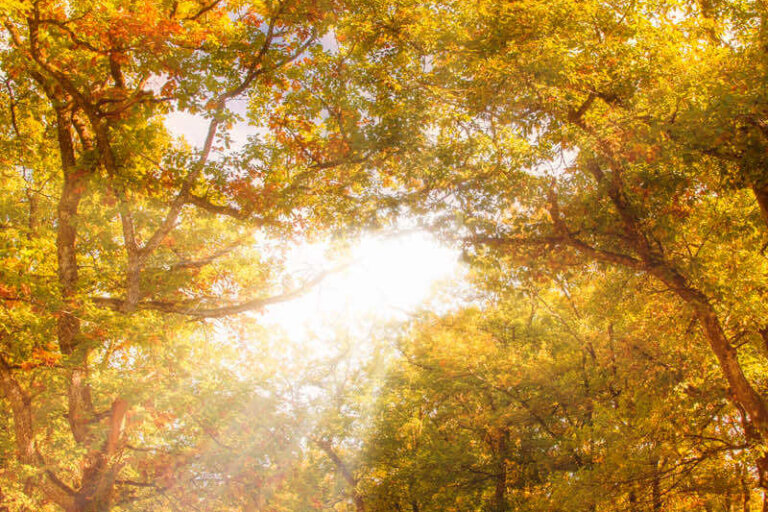Photos d'automne en vrac