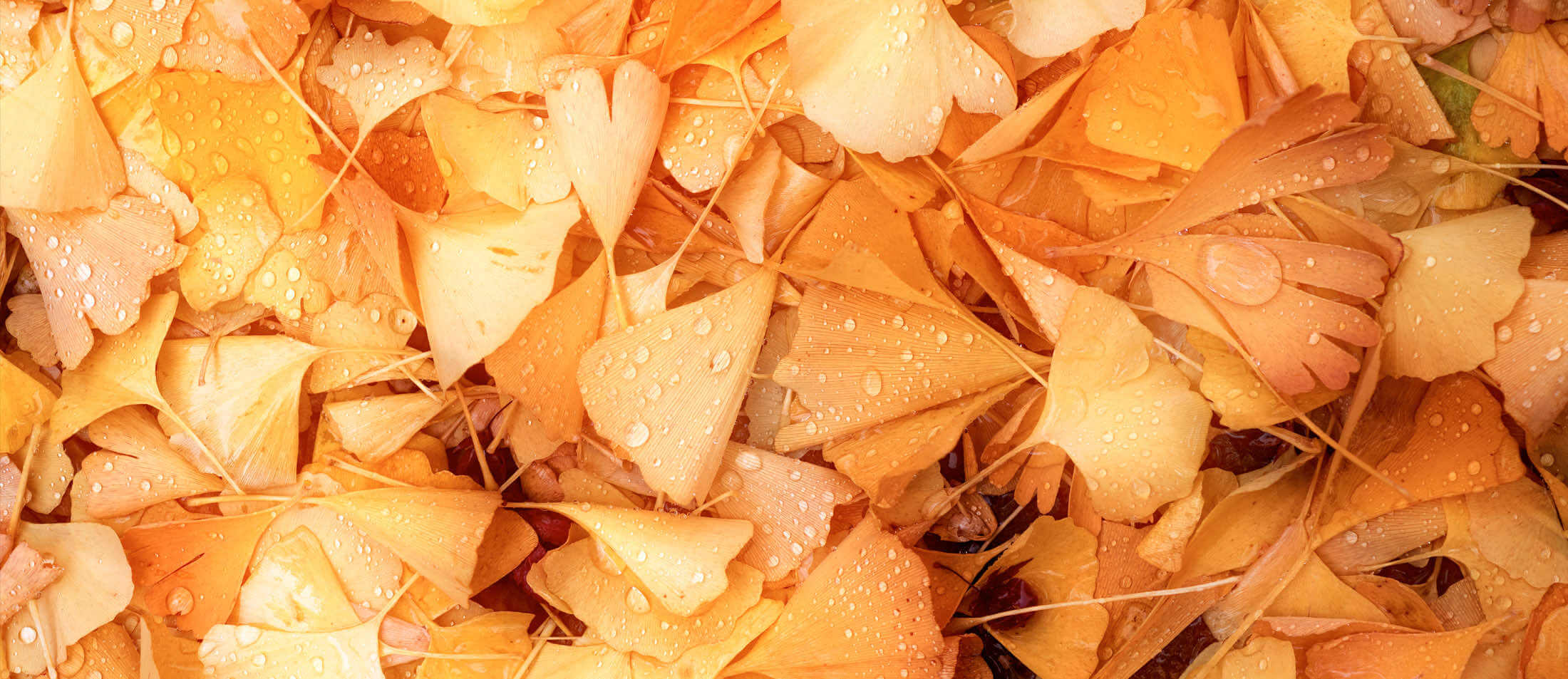 Un guide de la photo en automne