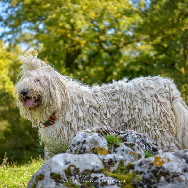 Maddy Reine d'automne