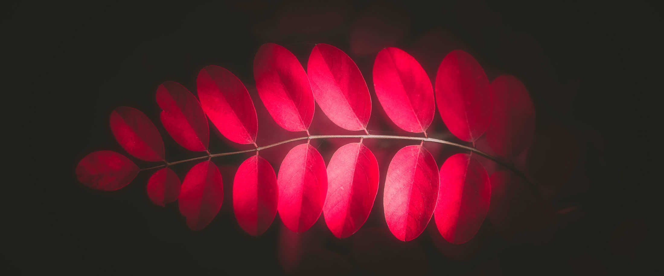 Feuilles rouges d'automne…