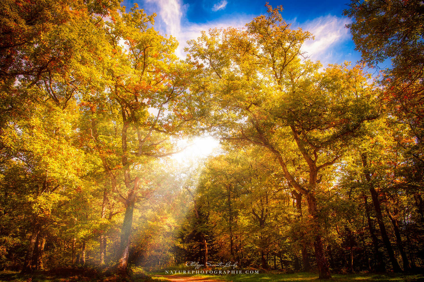 Forêt jaune traversé par la lumière