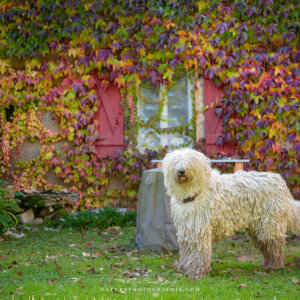 Maddy à la maison en automne Maddy à la maison en automne