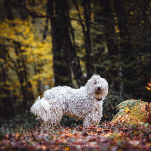 Maddy dans les sous-bois Maddy dans les sous-bois