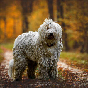Maddy en forêt Maddy en forêt