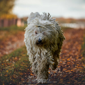 Maddy sur un tapis de feuilles Maddy sur un tapis de feuilles