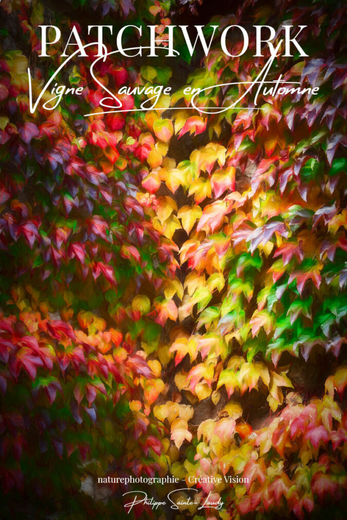 Vignes-sauvage-à-l’automne