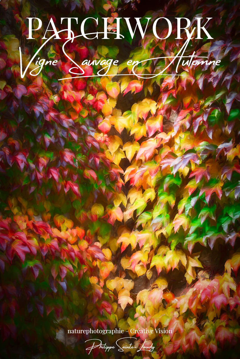 Vignes-sauvage-à-l’automne