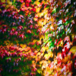 Vigne sauvage en automne