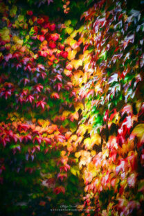 Vigne sauvage en automne