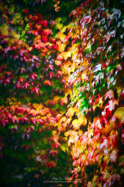 Vigne sauvage en automne