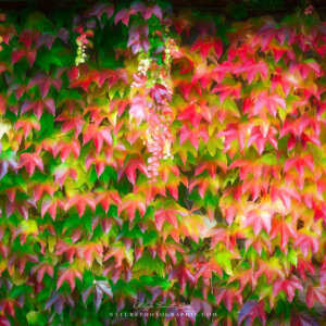 Wild Vine Series #10