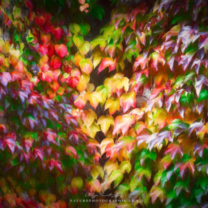 Wild Vine Series #11