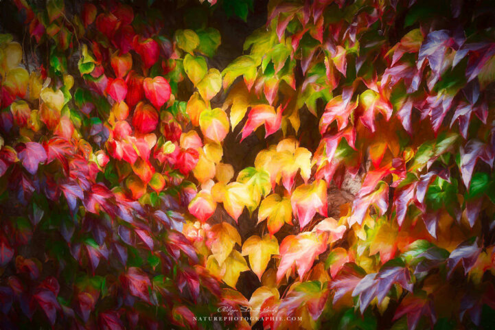 Ampélopsis Veitchii