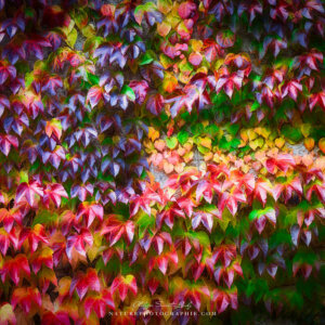 Wild Vine Series #14