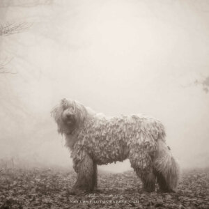 Maddy dans le brouillard #14