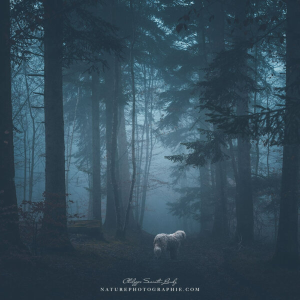 Maddy dans le brouillard #4