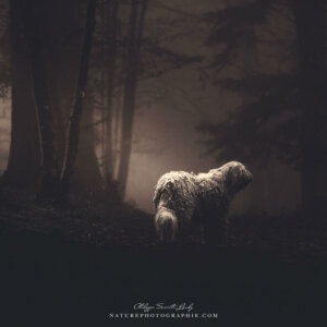 Maddy dans le brouillard #5