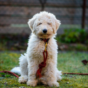 Maddy dans le jardin