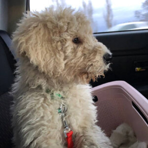 Maddy en route vers sa nouvelle maison Maddy en route vers sa nouvelle maison