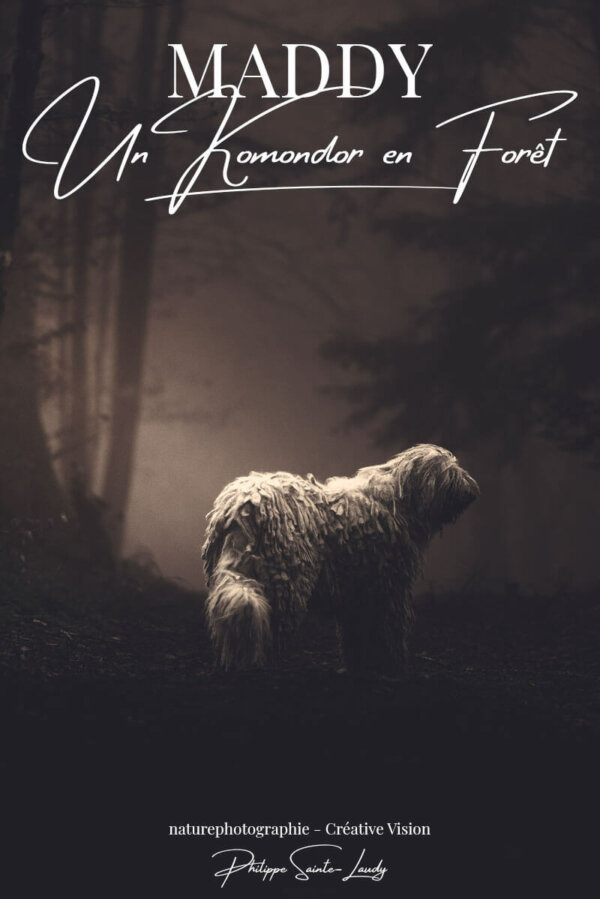 Un-Komondor-en-Forêt Komondor en forêt