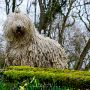Maddy en forêt mars 2026