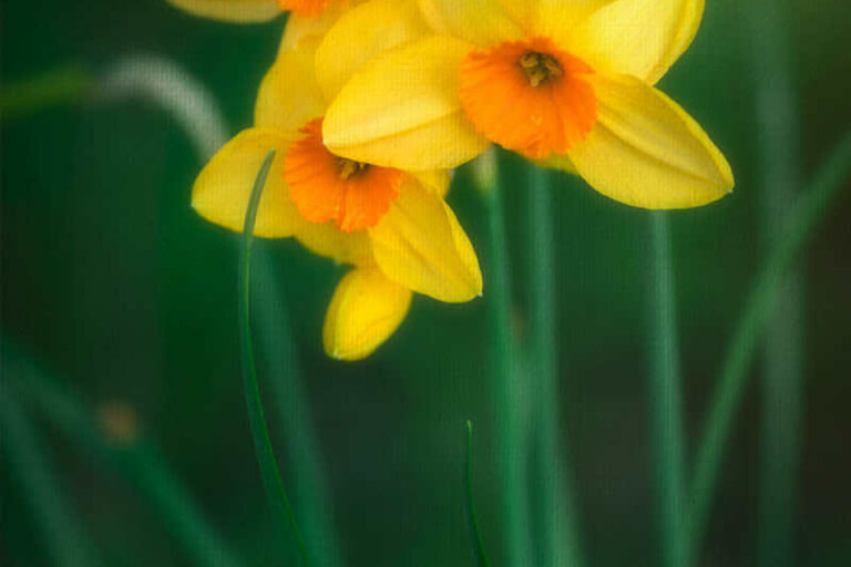 Pêl-mêle floral