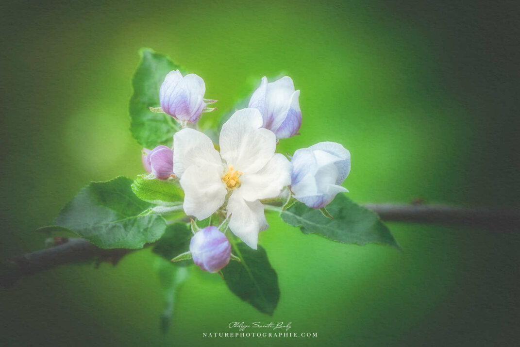 Fleur de pommier