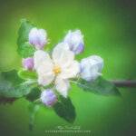 Fleur de pommier