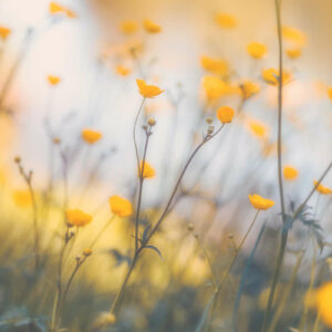 A Group of Buttercups