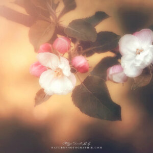 Apple Blossoms in a Warm Atmosphere