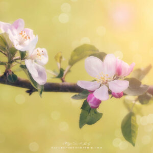 Apple Blossoms in the Light