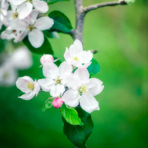 Apples coming soon