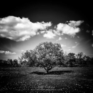 Black Tree