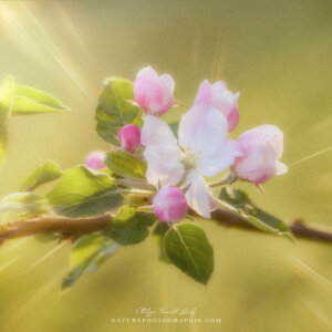 Brilliant Apple Blossoms
