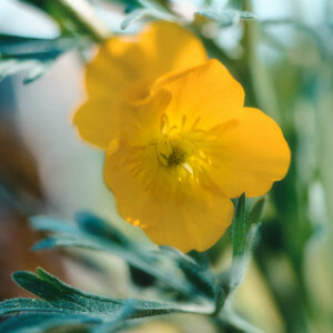 Buttercups